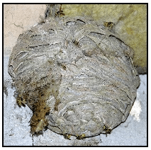 image 15 - Comment lutter contre les nids de guêpes chez vous ?