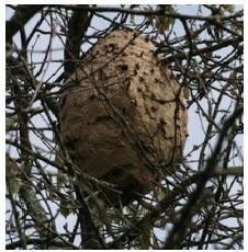 nid asiat - Frelons, guêpes, ALLO FRELONS, destruction, élimination de nids