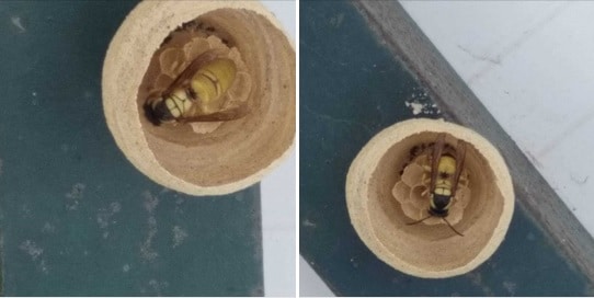 nid primaire vespa bicolor - Le Vespa bicolor, un nouveau frelon bientôt en France ?