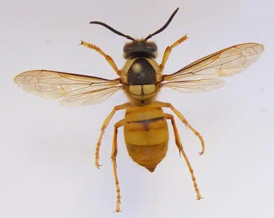 vespa bicolor - Le Vespa bicolor, un nouveau frelon bientôt en France ?