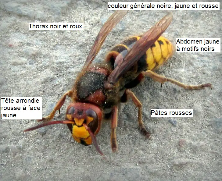 Frelon. Tout savoir sur cet insecte. Biologie, comportement, etc...