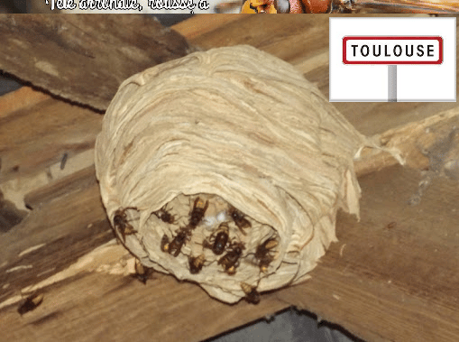 image 8 - Frelons Toulouse, Colomiers, 31. Traitement des nids
