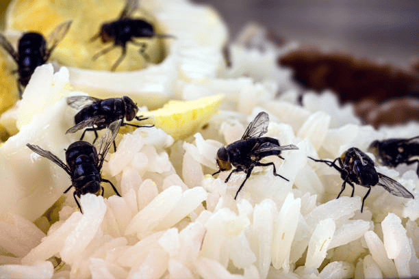 image 7 - La mouche: comment comprendre sa biologie pour l'éliminer