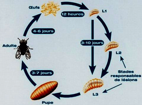 image 9 - La mouche: comment comprendre sa biologie pour l'éliminer