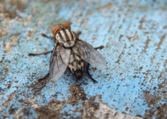image 20 - Combien de temps vit une mouche ?