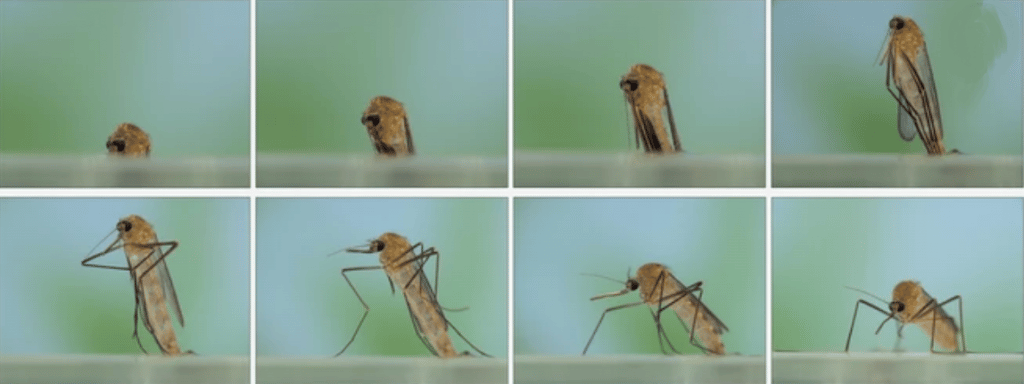 image 21 1024x384 - Combien de temps vit une mouche et un moustique ?