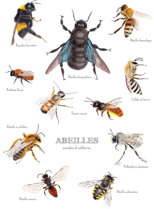 image 22 - Nid d’abeilles, tout savoir