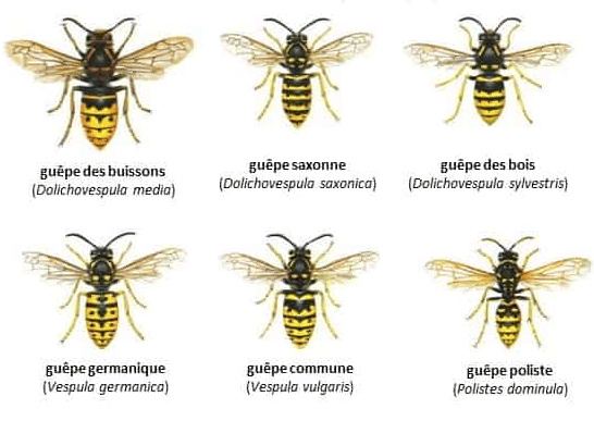 image 23 - Nid d’abeilles, tout savoir