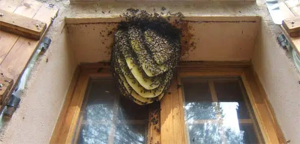 Nid d’abeilles, tout savoir
