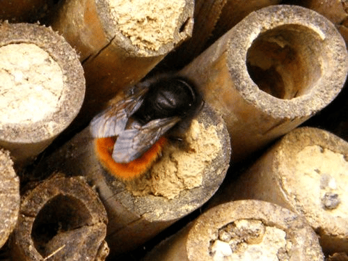 image 25 - Nid d’abeilles, tout savoir