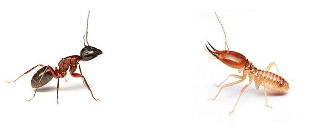 image 4 - Les fourmis volantes et charpentières