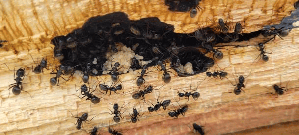 image 5 - Les fourmis volantes et charpentières