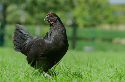 image 19 - Le meilleur prédateur du frelon asiatique : la poule noire de Janzé