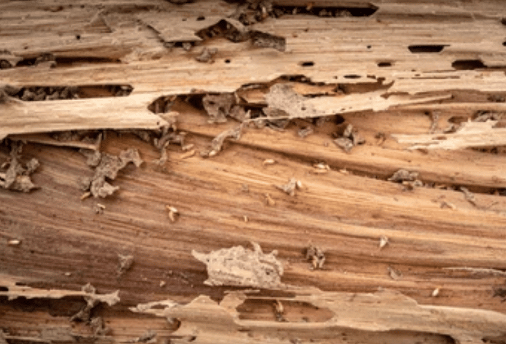 image 1 - Traitement des termites à Montauban