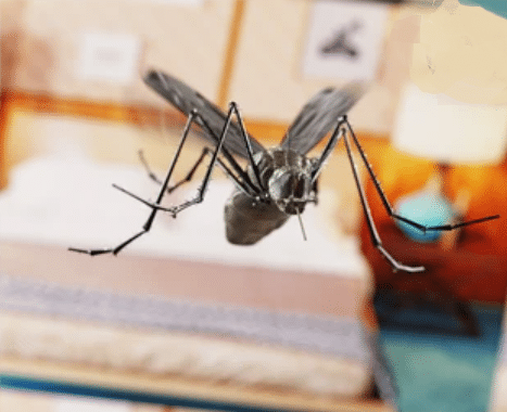 image 13 - Durée de vie d'un moustique dans une chambre
