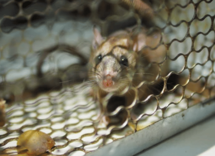 image 15 - Comment tuer les rats rapidement et les éliminer efficacement
