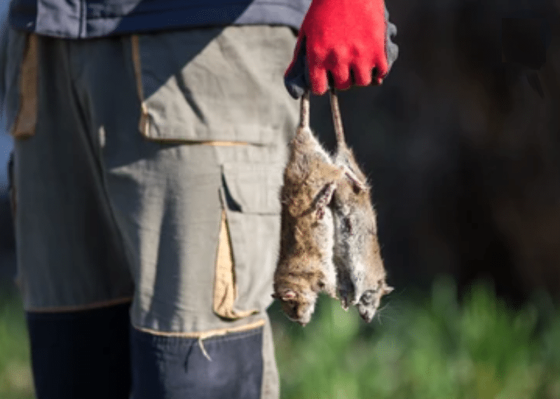 image 16 - Comment tuer les rats rapidement et les éliminer efficacement