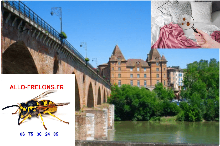 image 48 - Punaises de lit Montauban, ALLO FRELONS