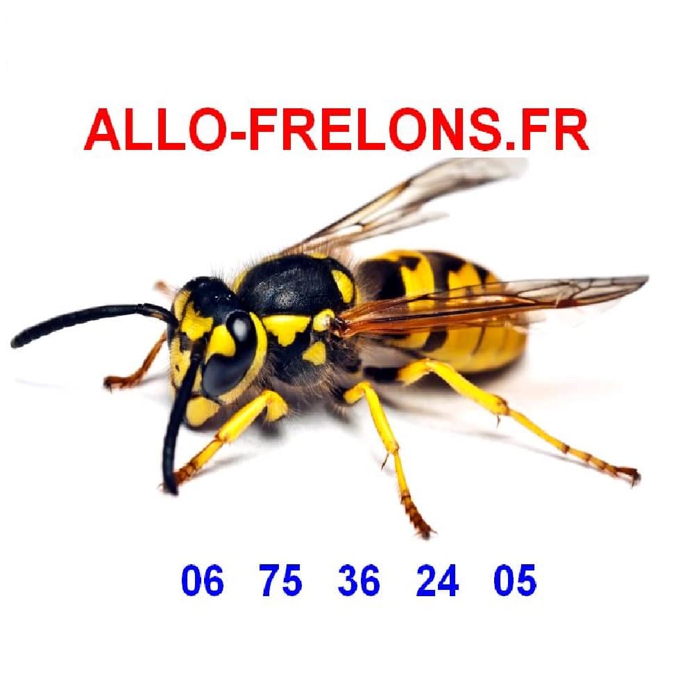 logo carre 1 - Interventions nids de frelons, guêpes en Lot et Garonne