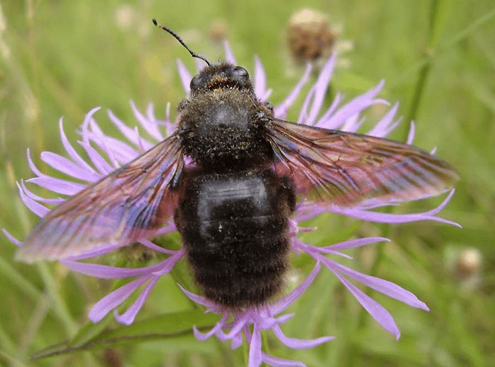 image 10 - L'abeille charpentière, xylocope 🐝