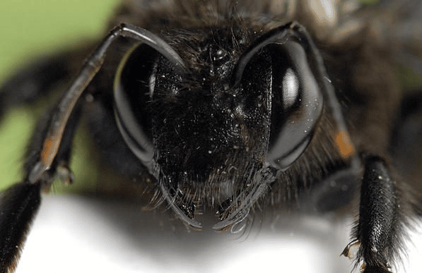 image 11 - L'abeille charpentière, xylocope 🐝