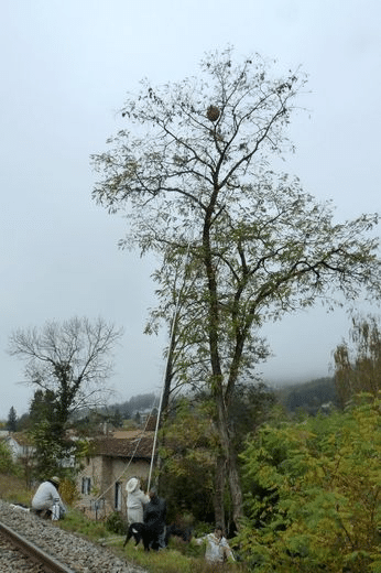 image 17 - Entreprise nids de guêpes et frelons à Villefranche de Rouergue