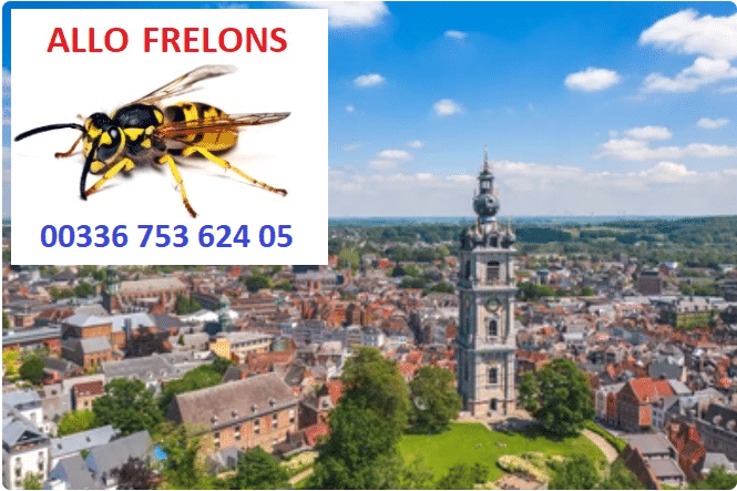 image 17 - Extermination des frelons et guêpes Hainaut, Belgique