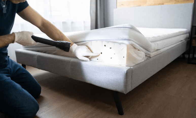 image 3 - Comment se débarrasser des punaises de lit ?