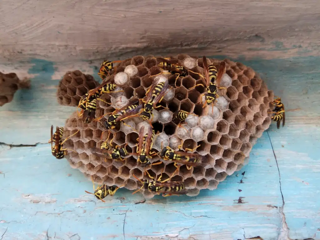 image 4 1024x768 - Un nid de guêpes sous une terrasse en bois, que faire ?