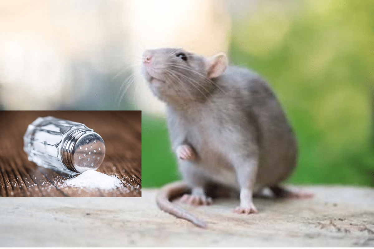 Tuer des rats avec du sel: Comment? - ALLO FRELONS
