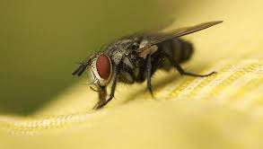 Insectes noirs volants: la mouche