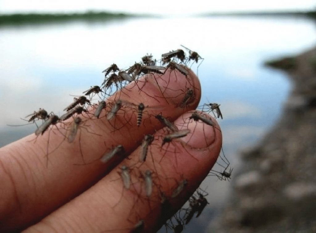 Insectes noir volants, les moustiques