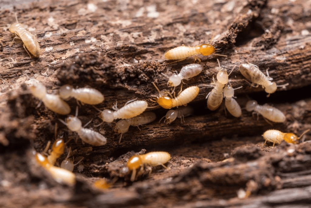 Les termites mettent des ailes pour se reproduire