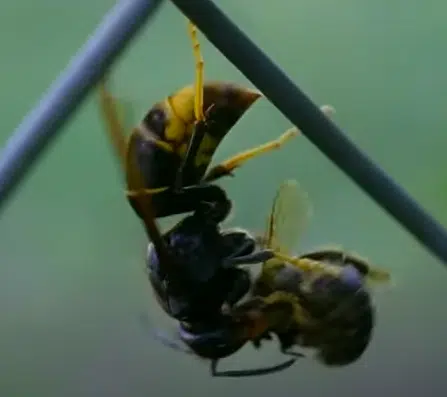 image 13 - Frelon asiatique en Gironde : une menace grandissante pour les abeilles et l'apiculture