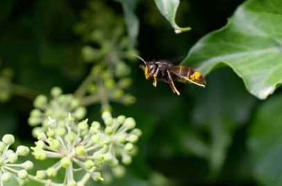 image 22 - Les frelons asiatiques envahissent les ruches du Vaucluse