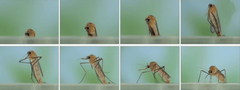 image 13 - Durée de vie d'un moustique. Combien de temps vit-il ?