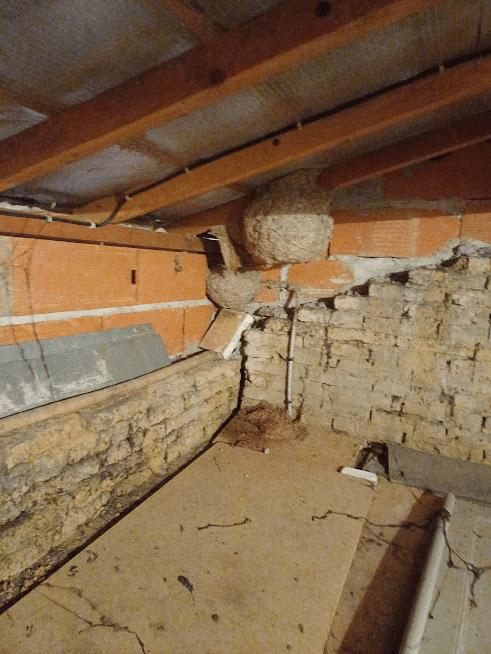 image 3 - Un nid de frelons dans un mur. Le guide complet