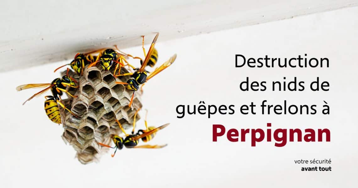Entreprise de destruction des nids de gu&ecirc;pes et frelons &agrave; Perpignan 66