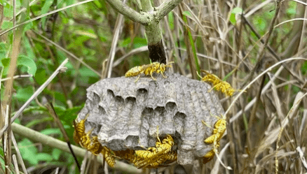 Un nid de guêpes de la Réunion, Polistes olivaceus