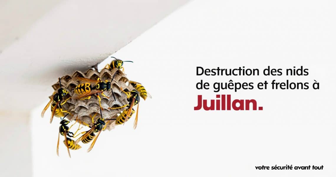 ALLO FRELONS : votre entreprise de destruction des nids de guêpes et frelons à Juillan 65 ALLO FRELONS : votre entreprise de destruction des nids de guêpes et frelons à Juillan 65