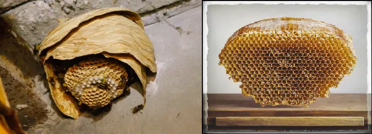 image 28 - Pourquoi les abeilles, guêpes, frelons, construisent des nids en hexagone ?