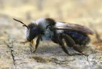 image 34 - Les abeilles des sables : découvrez ces abeilles solitaires sauvages
