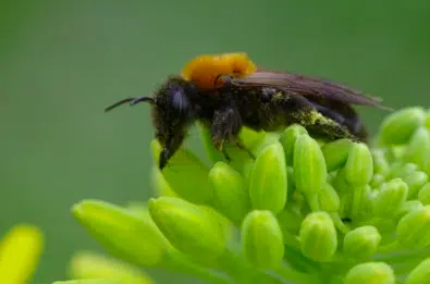 image 35 - Les abeilles des sables : découvrez ces abeilles solitaires sauvages