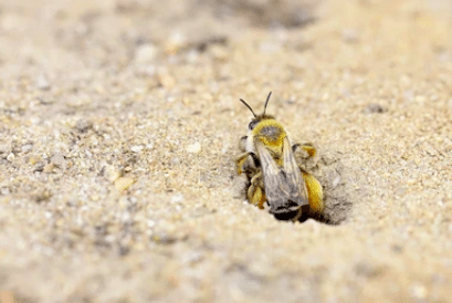 Une abeille qui sort du sol