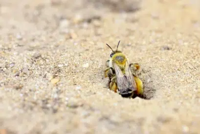 image 38 - Les abeilles des sables : découvrez ces abeilles solitaires sauvages