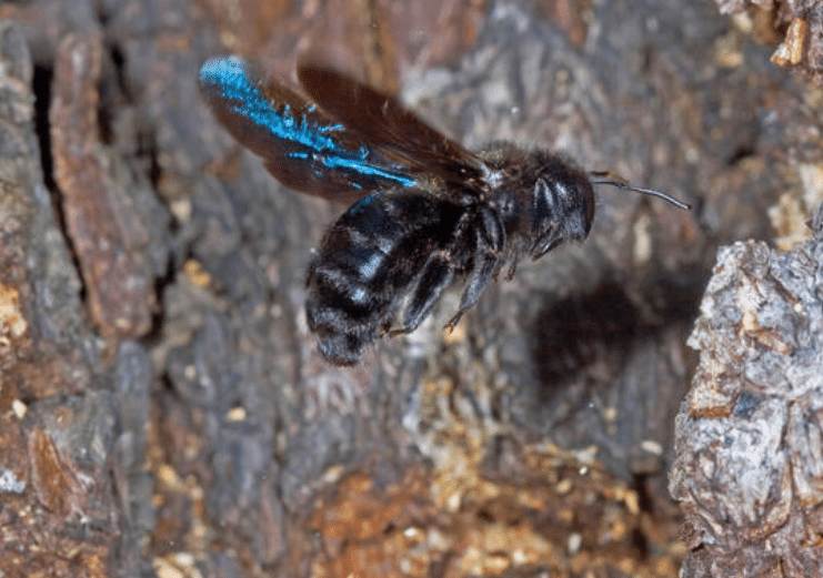 bourdon-noir-bourdon-bleu-abeille-bleue-qui-est-le-xylocope
