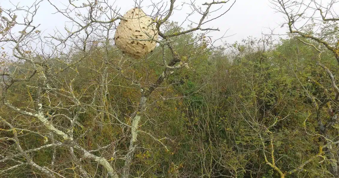 Nid de frelons asiatiques accroch&eacute; dans les branches d'un platane, ouvri&egrave;res sur l'enveloppe