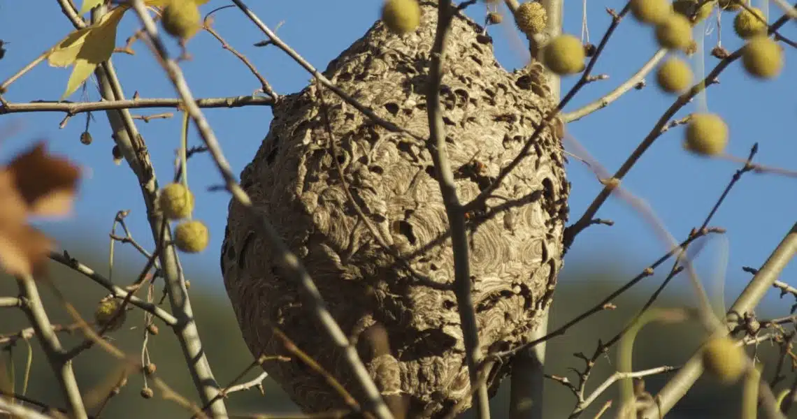 Nid de frelons asiatiques en papier beige suspendu dans les branches d'un platane