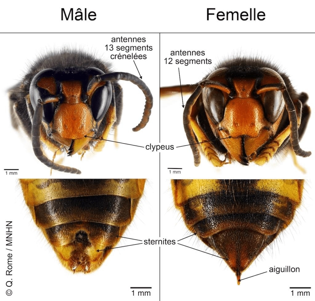 Reconnaitre les frelons asiatiques males et femelles
