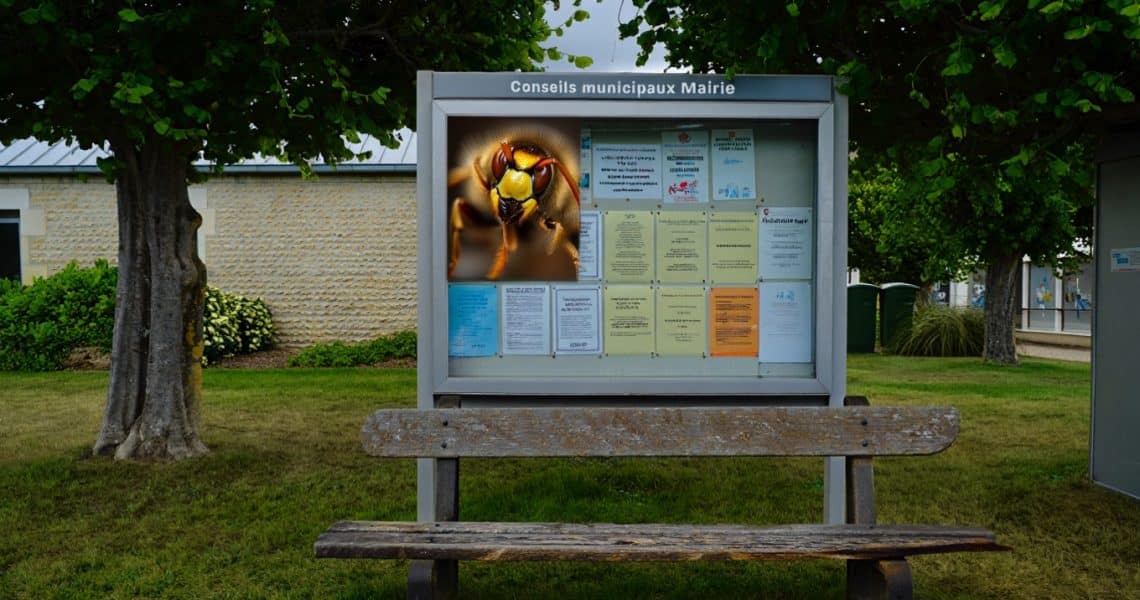 Paneau d'affichage d'une mairie avec un frelon asiatique en gros dessus, info communale